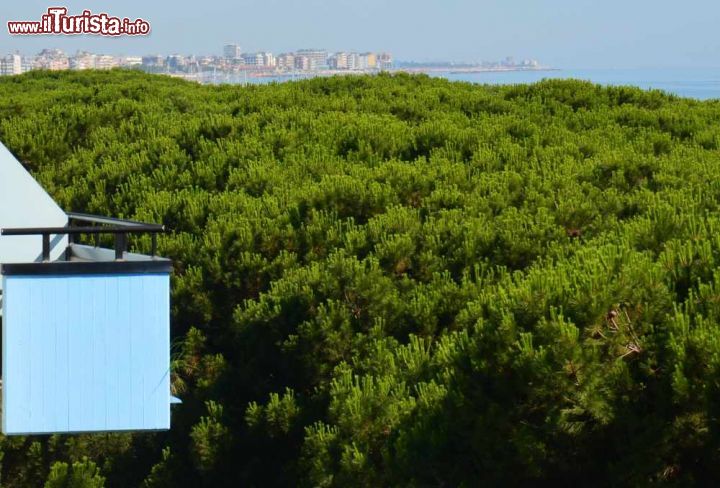 Immagine Il panorama dalla terrazza panoramica dell'Hotel Antares di Pinarella, in primo piano la sommità della caratteristica pineta di pinarella che separa tutti gli alberghi del lungomare dalla spiaggia (per circa 100-150mt). La pineta è completamente pulita, attrezzata e transitabile per jogging, bici, passeggini, picnic ed offre un'ombreggiatura importante. Sullo sfondo gli alberghi di Milano Marittima - © Roberto Baldini / www.meteoromagna.com