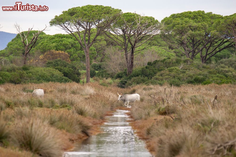 Immagine Il Parco dell'Uccellina si trova vicino a Marina di Alberese nella Maremma grossetana