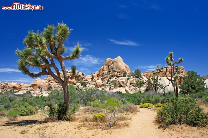 Immagine Il parco Joshua Tree, California, in una giornata di sole - © agap / Shutterstock.com