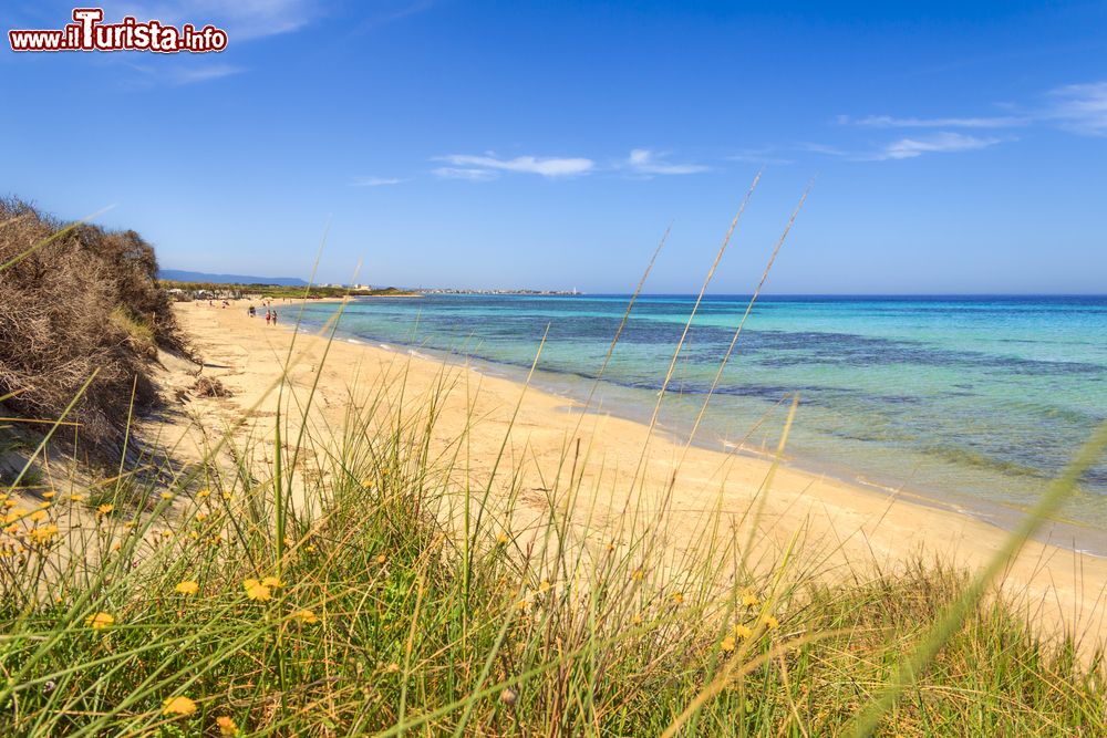 Immagine Il Parco Regionale delle Dune Costiere e una delle spiagge di Ostuni in Puglia, costa adriatica del Salento.