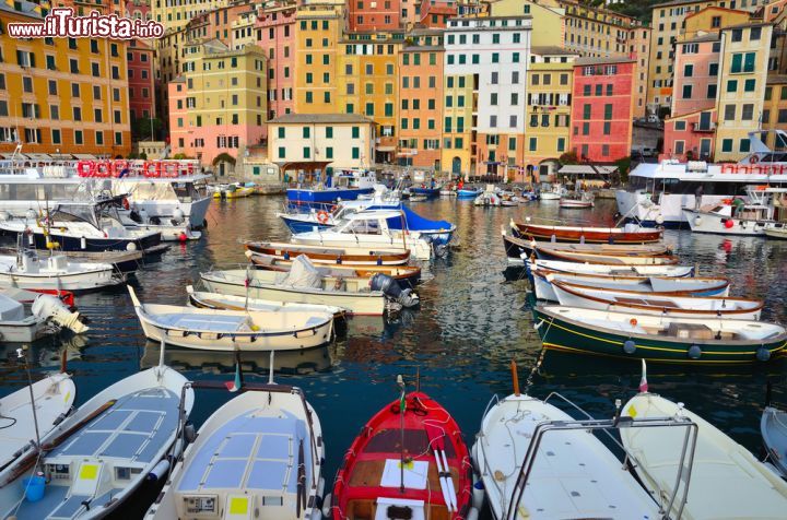 Immagine Il porticciolo di Camogli - la cittadina marinara di Camogli è famosa in tutta la Liguria, e non solo, per lo splendore del mare, del promontorio di Portofino e della natura circostante, ma lo è altrettanto per il caratteristico porticciolo e per le case variopinte del lungomare, i cui colori sono stati scelti particolarmente sgargianti e distintivi per permettere ai pescatori di ritrovarle facilmente.  - © maudanros / Shutterstock.com