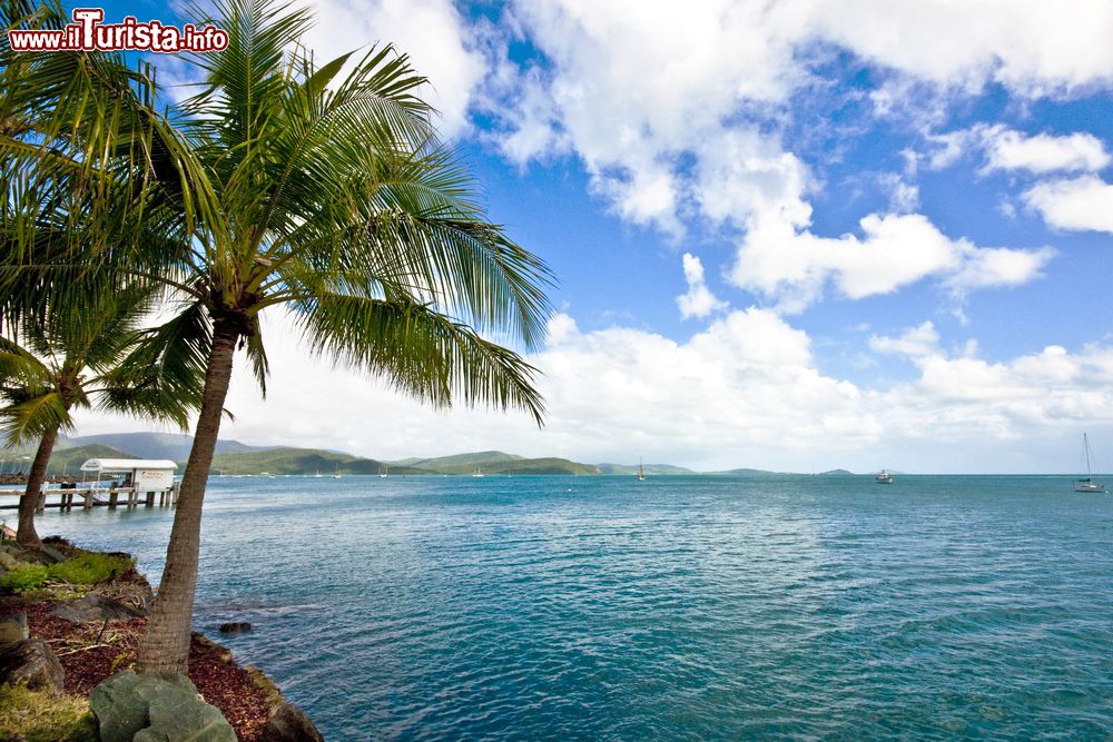 Immagine Il porto nei pressi di Airlie Beach a Mackay, Australia. Palme e acqua cristallina: siamo nel nord del Queensland in un vero e proprio paradiso tropicale.