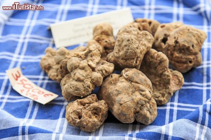 Immagine Il pregiato tartufo bianco di Moncalvo esposto durante la famosa Fiera del Tartufo di ottobre