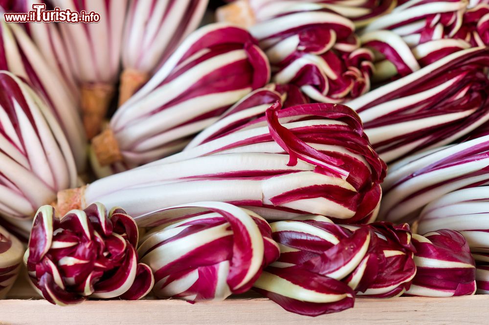 Festa del Radicchio e dei Sapori della Tradizione Veneta Mirano