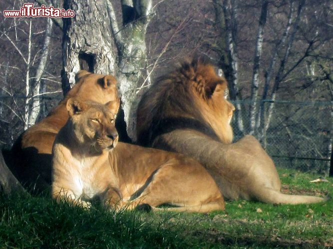 Immagine Il Safari Park di Pombia, provincia di Novara (Piemonte) - © Cash2013 - CC BY-SA 3.0 - Wikipedia