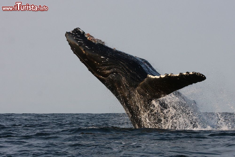 Immagine Il salto di una megattera a Hervey Bay, Australia. Questi giganteschi cetacei sono in grado di compiere spettacolari evoluzioni acrobatiche.