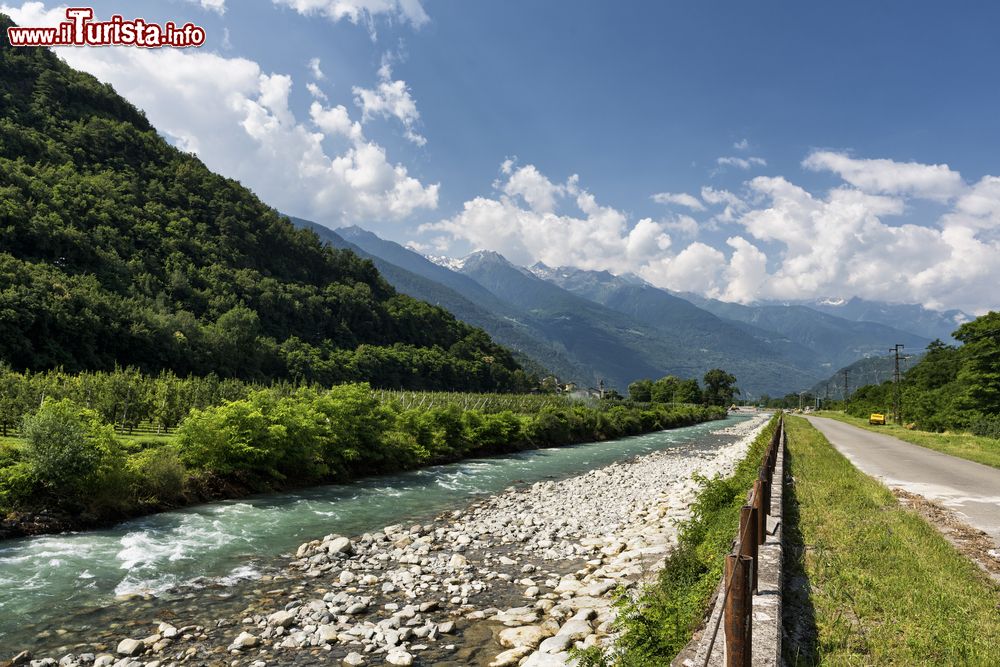 Immagine Il Sentiero della Valtellina, una pista ciclabile a fianco del fiume Adda: siamo tra i vigneti della zona di Tirano, in Lombardia