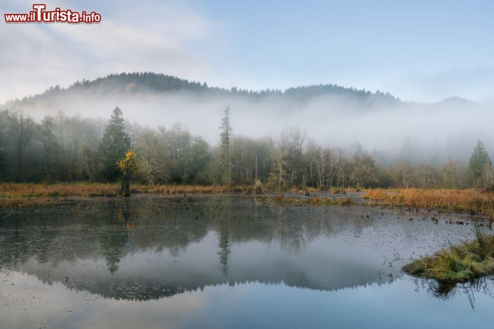Immagine Il torrente McLane in una mattina invernale di nebbia, Olympia, Washington, Stati Uniti.