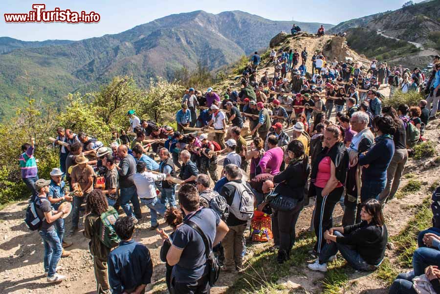 Immagine Il trasporto dell'abete della Festa della Pita a Alessandria del Carretto