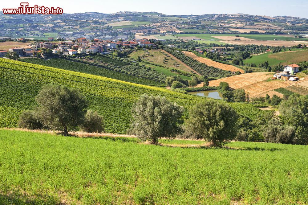 Immagine Il verde delle colline di Atri in Abruzzo, provincia di Teramo