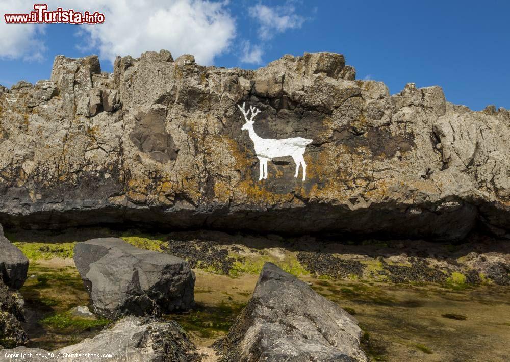 Immagine Il White Stag, un cervo bianco dipinto sulle rocce di Bamburgh Beach in Inghilterra - © coxy58 / Shutterstock.com