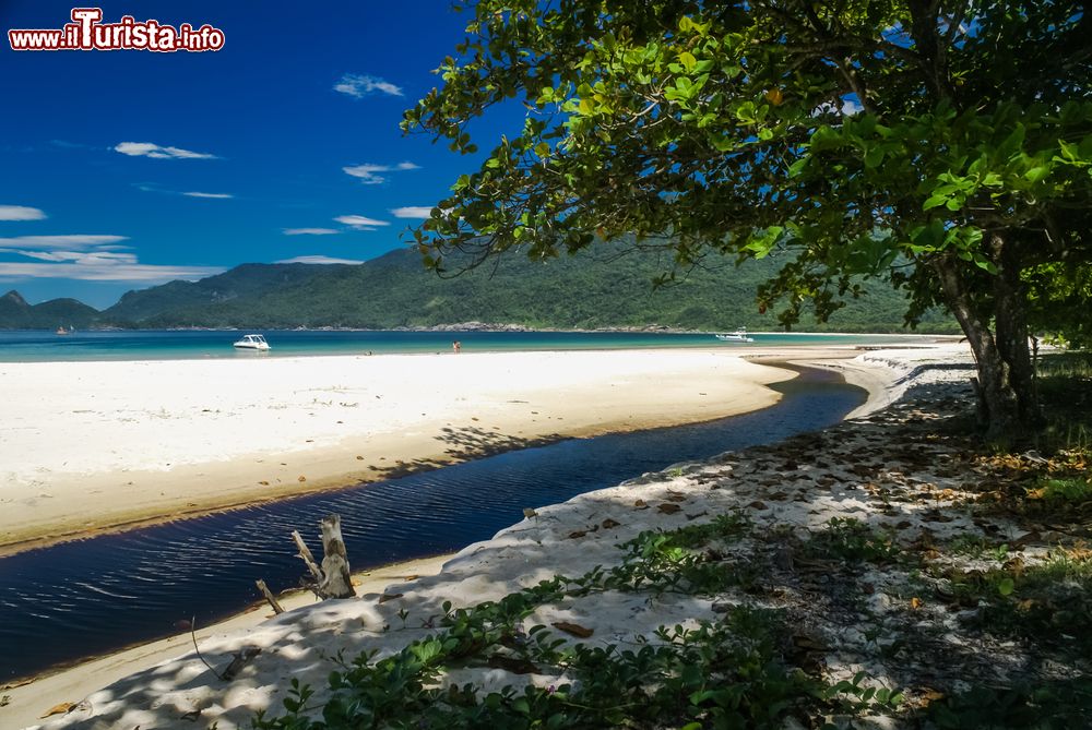 Immagine Ilha Grande, Brasile: una bella spiaggia di sabbia vista dall'ombra di un grande albero.