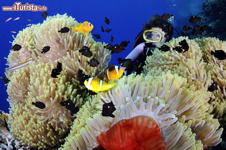 Immagine Immersione a Berenice nel Mar Rosso (Egitto). Berenice si trova nel sud del paese, verso il confine con il Sudan, e conserva tratti incontaminati di barriera corallina, non ancora "rovinati" dal boom turistico - © Levent Konuk / Shutterstock.com
