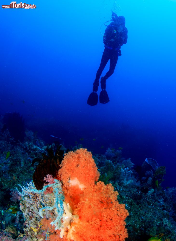 Immagine Un sub durante un'immersione nel sito di Yapak, al largo della cost settentrionale dell'isola di Boracay (Filippine).