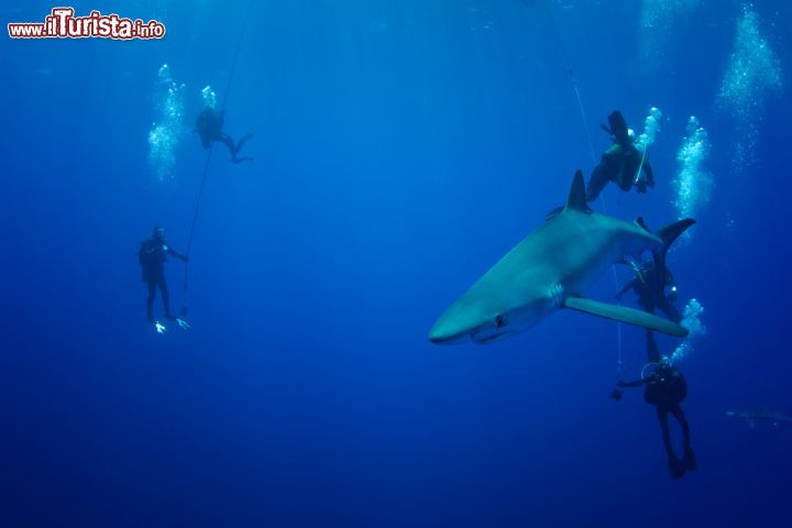 Immagine Il loro dorso è blu scuro, più chiaro sui fianchi e con il ventre bianco. La verdesca o squalo azzurro appartiene alla famiglia Carcharhinidae che abita acque profonde e temperate di tutto il mondo. Le immersioni, una delle attività più ricercate nelle acque che circondano l'isola di Pico, permettono di incontrare e vedere da vicino questi splendidi esemplari di Prionace Glauca - © Pommeyrol Vincent / Shutterstock.com