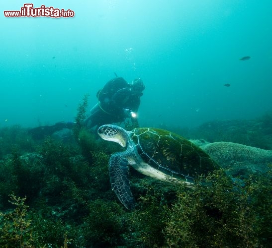 Immagine Tartaruga verde a Ras al Jinz in Oman - Copyright Ufficio del Turismo del Sultanato dell'Oman