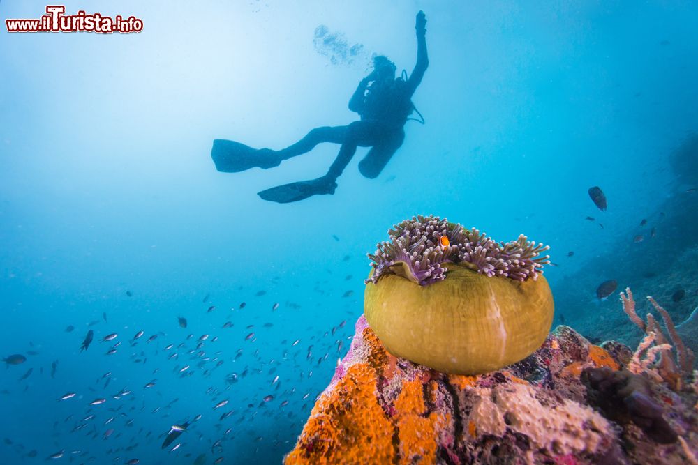 Immagine Immersione nell'area di naufragi della seconda guerra mondiale a Coron, Palawan, Filippine.