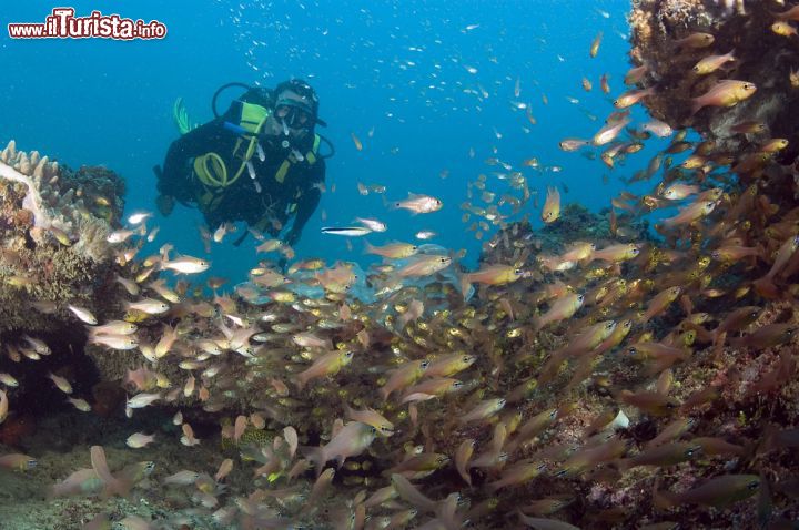 Immagine Diving nel reef di Diani Beach, Kenya - strutture assolutamente immancabili in tutti i numerosi resort di Diani Beach, nell'estremo sud del Kenya, sono i diving center. Questo tratto di costa indiana, entro ma volendo anche oltre la barriera corallina, è un vero e proprio paradiso per i subacquei che, armati di bombole e GAV, possono esplorare fondali meravigliosi fatti di coralli e pesci tropicali.- © Kim Briers / Shutterstock.com