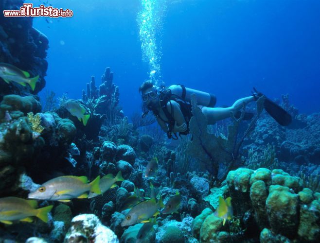 Immagine Diving a Turks and Caicos: per le sue acque trasparenti, e i fondali ancora perfettamente intatti, le acque di questo arcipelago richiamano ogni anno migliaia di appassionati, da ogni angolo del pianeta.  Tra i siti più apprezzati di queste isole segnaliamo quelli collegati al Columbus National Marine Park dell'isola di Grand Turk, come anche i canyon di corallo al largo di Grace Bay a Providenciales che si tuffano fino a 30 metri di profondità. Incontri straordinari posso essere realizzati invece a Salt Cay, dove è possibile incontrare le balene megattere che affrontano nella stagione invernale il Columbus Passage nel loro viaggio verso la Repubblica Domenicana.