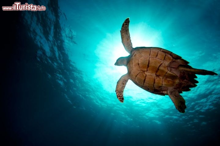 Le foto di cosa vedere e visitare a Cooper Island