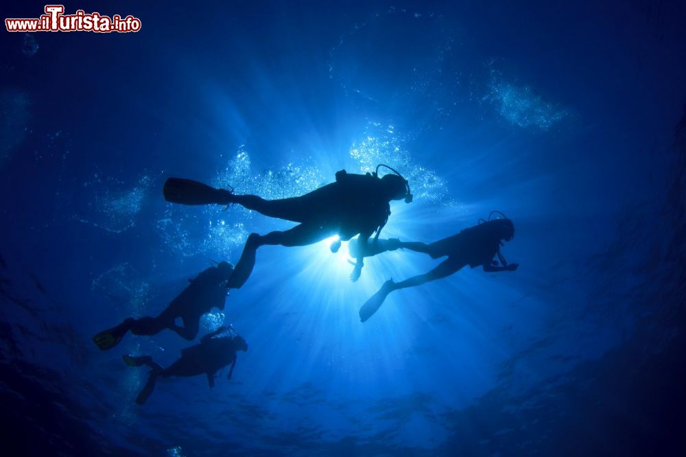 Immagine Immersioni tra i fondali dell'isola di Andros alle Bahamas