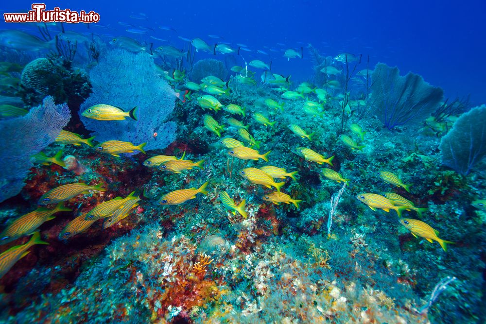 Immagine Gruppo di dentici a Cayo Largo, Cuba. Le acque del Mare dei Caraibi sono ricche di vegetazione e ospitano nei pressi di quest'isola una spettacolare barriera corallina.