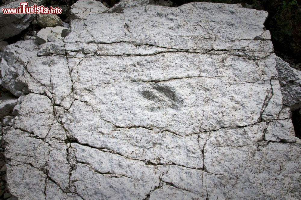 Immagine Le famose Impronte di dinosauro a Claut - © Anna Grazia Palmisano / parcodolimitifriulane.it - 