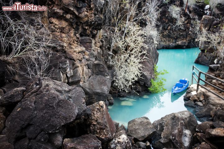 Immagine L'isola vulcanica di Santa Cruz alle Galapagos, la seconda per dimensioni dell'Ecuador, è famosa per i suoi tunnel di lava, le piscine d'acqua dolce  e la spiaggia di Tortuga Bay- © Elena Kalistratova / Shutterstock.com