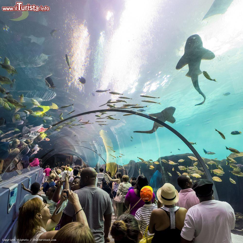 Immagine Interno dell'Acquario di Atlanta, Georgia. Visitatori fotografano i pesci che abitano in questa grande vasca d'acqua - © f11photo / Shutterstock.com