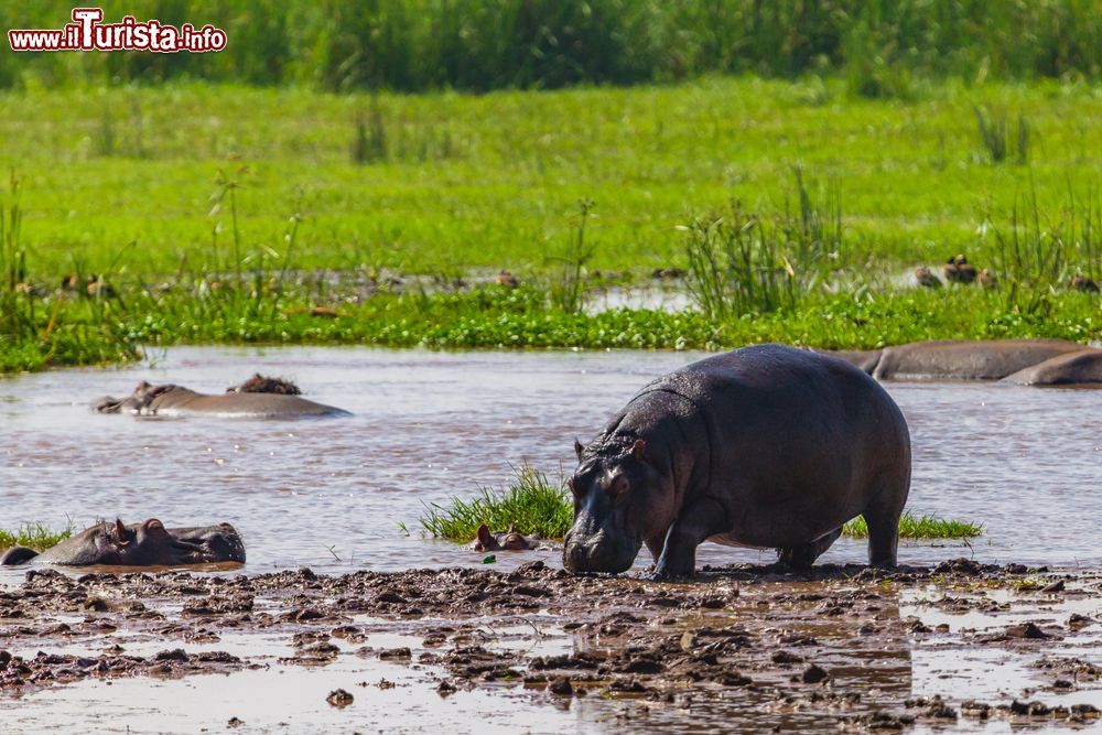 Immagine Un ippopotamo si abbevera in una pozza d'acqua al parco nazionale del lago Manyara, Tanzania.