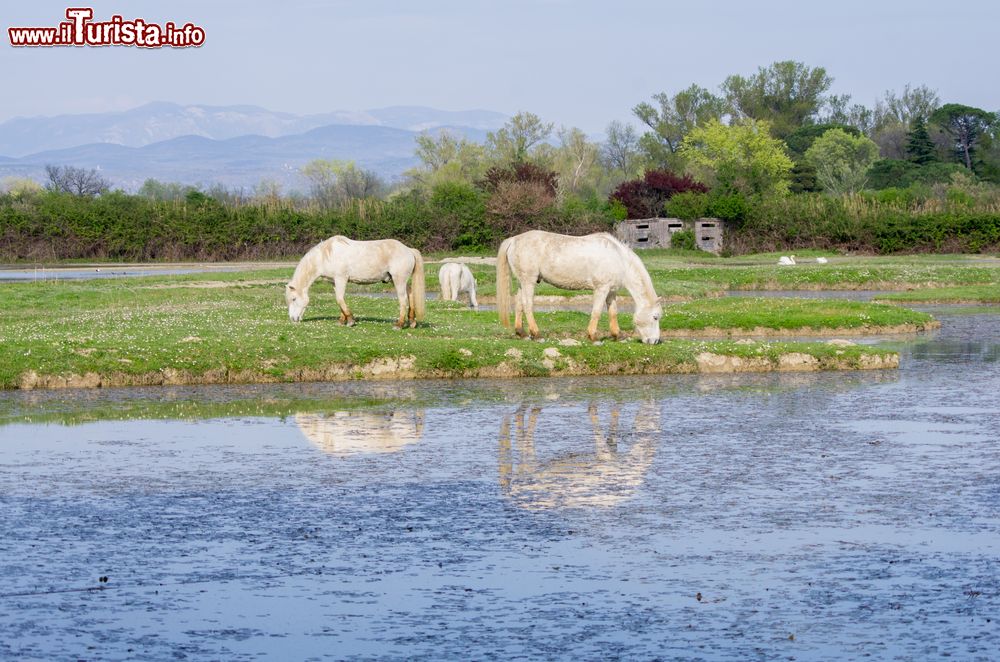 Immagine Isola della Cona, il parco naturale della Foce del fiume Isonzo in Friuli Venezia Giulia