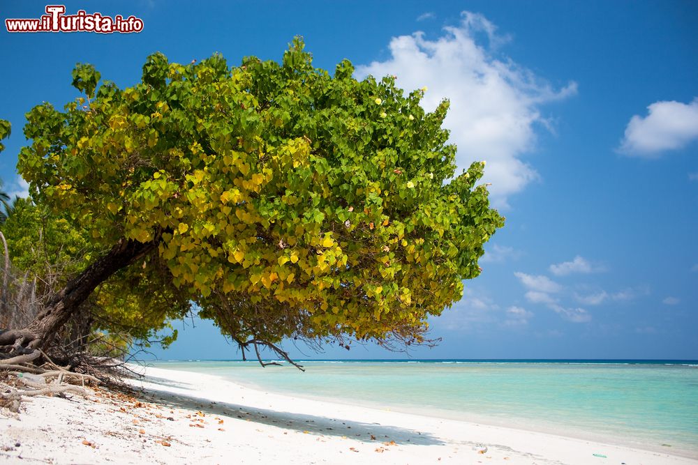 Immagine Isola di Agatti: splendida spiaggia tropicale alle isole Laccadive, India.