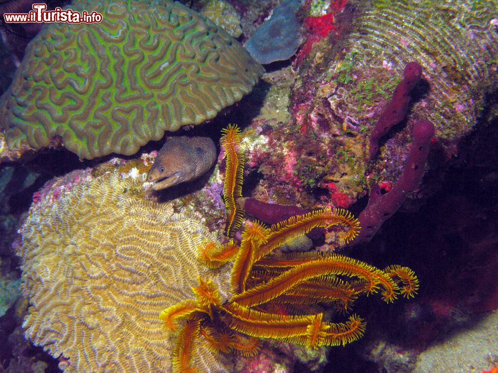 Immagine Isola di Dominica (Caraibi): una murena vicino a un esemplare di Golden Crinoid e a coralli:. Siamo nel sito di immersioni di Coral Gardens South nei pressi di Soufriere.