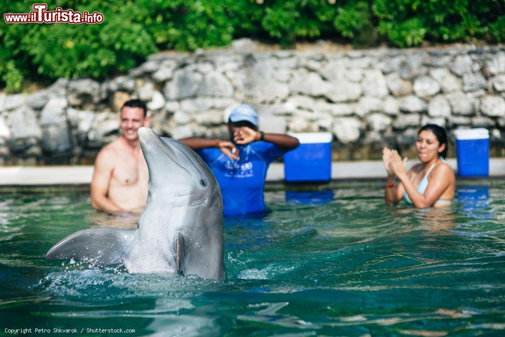 Immagine Istruttori interagiscono con i delfini a Freeport sull'isola di Grand Bahama. In questo parco acquatico si promuove l'educazione alla conservazione del mare e della sua fauna e flora - © Petro Shkvarok / Shutterstock.com