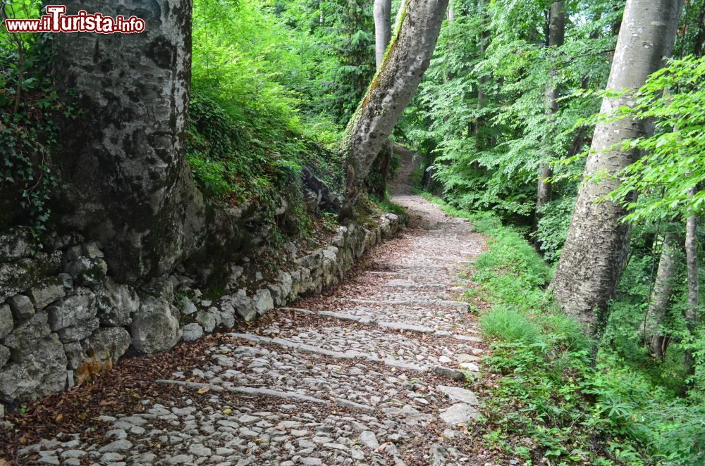 Immagine Itinerario nel bosco a Roncola in Lombardia, sulle prealpi della Provincia di Bergamo