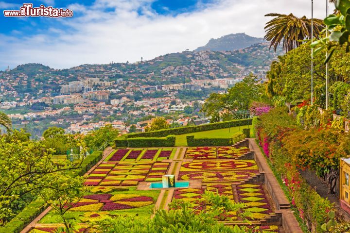 Immagine Jardim Botanico, meraviglioso orto di Funchal, Madeira (Portogallo) - Il giardino botanico di Funchal dista a pochi minuti dal centro storico della città (circa 7 a piedi) e regala uno spettacolo naturale unico, come si può vedere dall'immagine. Oltre 2500 piante ordinate con una perfezione così attenta ai dettagli da non lasciare la minima sbavatura. I contrasti dei colori così accesi fatti di verdi che sembrano parlare, immergono lo spettatore in una visione unica. Sullo sfondo, la visione a 360° della città impreziosisce poi lo scenario con un effetto ampio e generoso, di forte impatto emotivo - © aldorado / Shutterstock.com