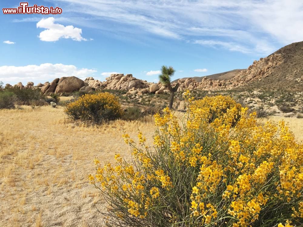 Immagine Joshua Tree National Park vicino a Palm Springs in California.