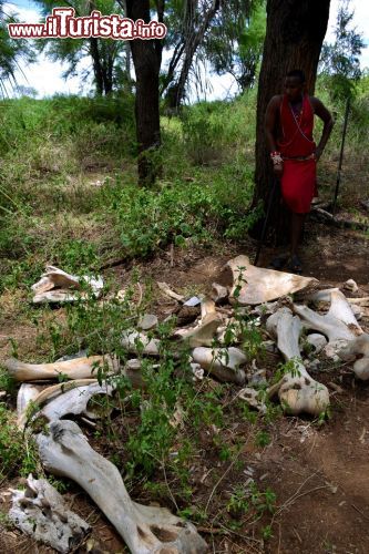 Immagine Kenya: un guardiano Masai del Doa Doa Camp, dove abbiamo passato la notte durante il nostro safari nel Parco Nazionale dello Tsavo Est, ci mostra i resti di un elefante morto nei pressi del lodge due anni prima.