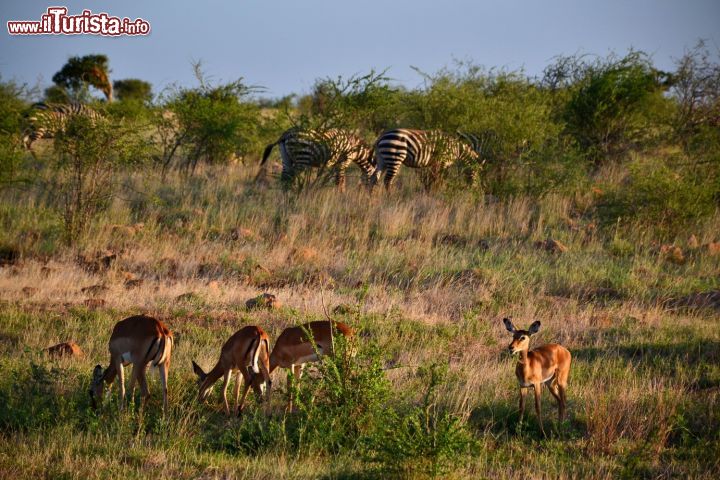 Immagine Kenya, Tsavo East National Park: gli erbivori convivono pacificamente nella savana. In questo caso un gruppo di impala femmine e di zebre brucano l'erba a poca distanza le une dalle altre.