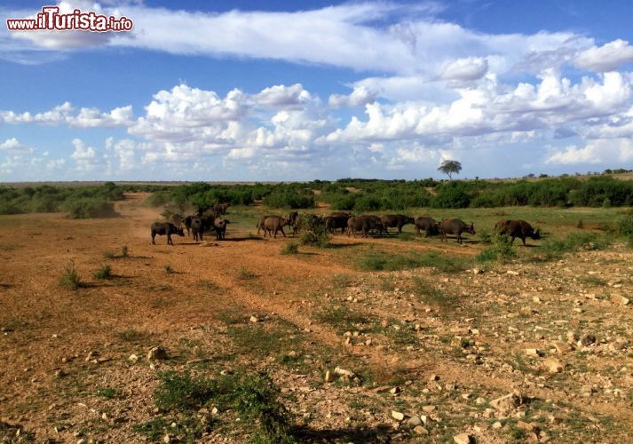 Immagine Una mandria di bufali risale dalle acque del Galana River dove si è appena dissetata. Siamo in Kenya, durante il safari nello Tsavo East National Park.