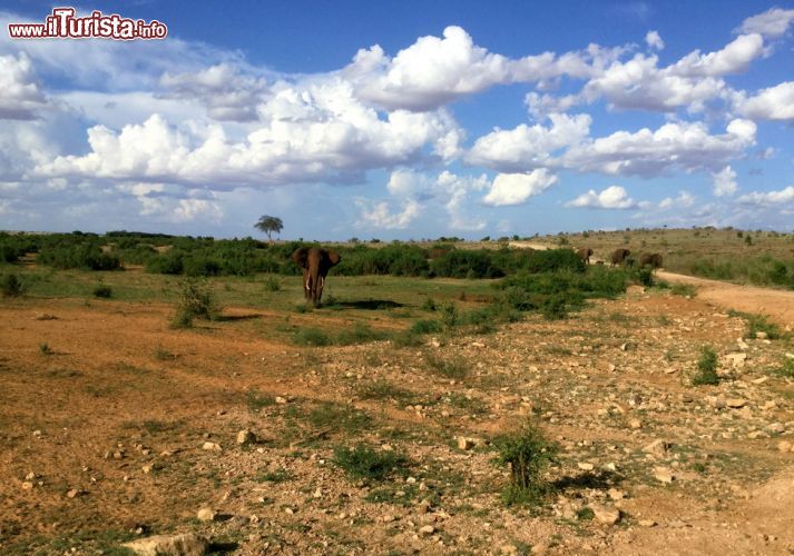 Immagine Safari in Kenya: un elefante dello Tsavo Est non gradisce la nostra presenza e ce lo fa capire chiaramente dirigendosi minaccioso verso di noi.