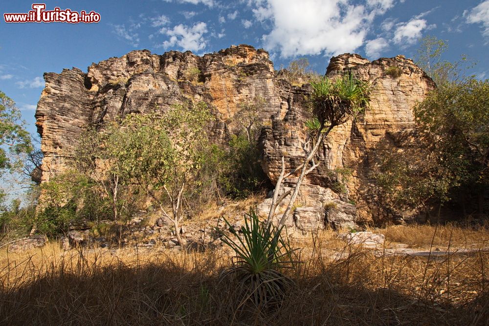 Immagine La Bardedjilidji walk nella regione di Jabiru region, Parco nazionale Kakadu in Australia