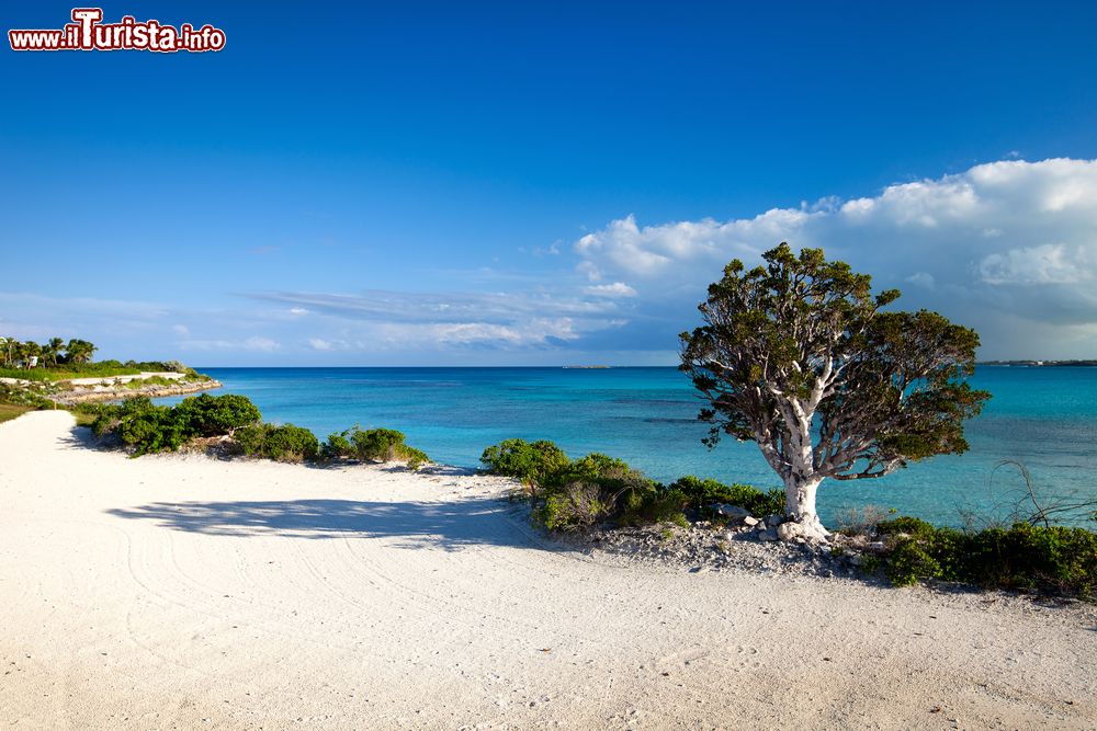 Immagine La bella costa dell'isola di Exuma, Bahamas. Un tratto del litorale che si affaccia sugli oltre 190 chilometri di oceano dalle tonalità cristalline.