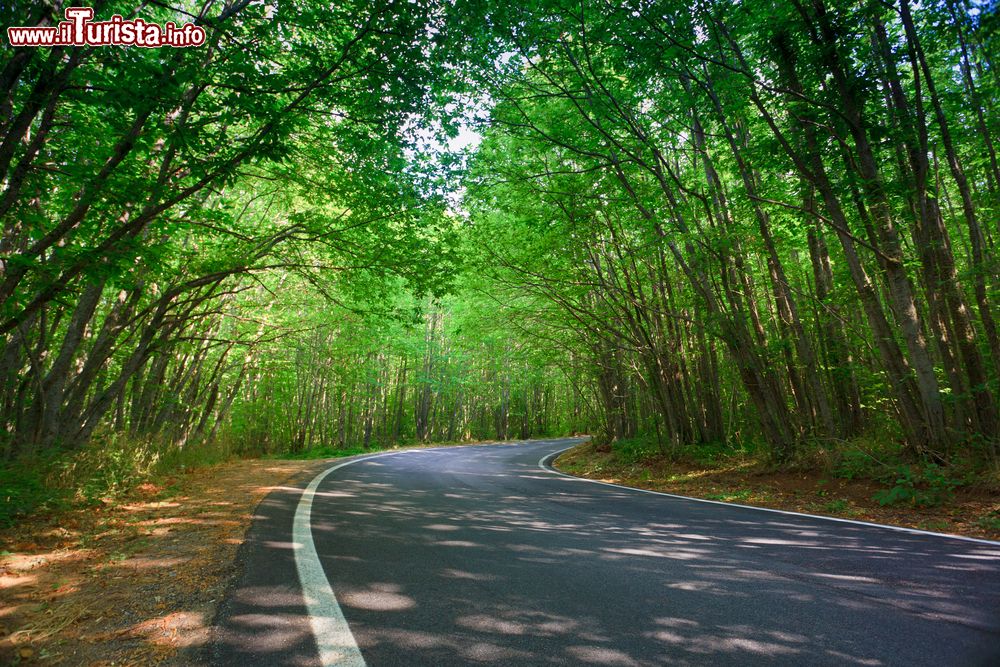 Immagine La bella strada che sale tra i boschi dell'Aspromonte a Gambarie in Calabria