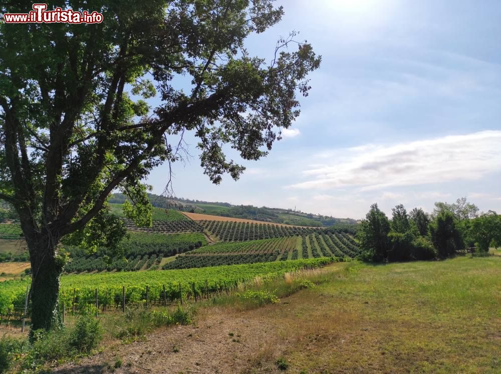 Immagine La campagna di Moncalvo in Piemonte, tra vigneti e tartufaie