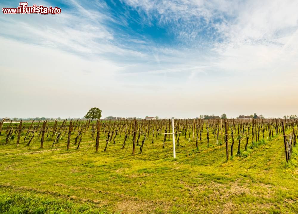 Immagine La campagna romagnola intorno a Pieve Cesato di Faenza