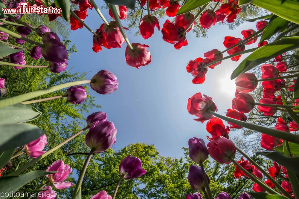 Immagine La colorata fioritura a Messer Tulipano di Pralormo in Piemonte - © PotitoAmarena LD