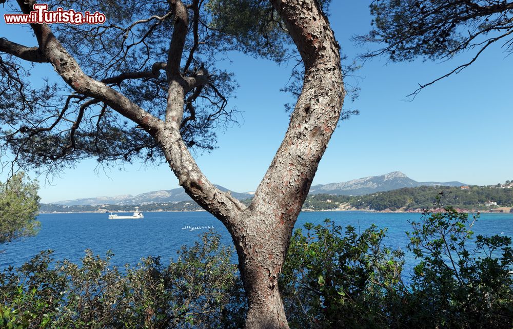 Immagine La costa a Le Pradet, riviera francese. La striscia di terra affacciata sul mare è caratterizzata da arbusti odorosi e selvaggi della macchia.