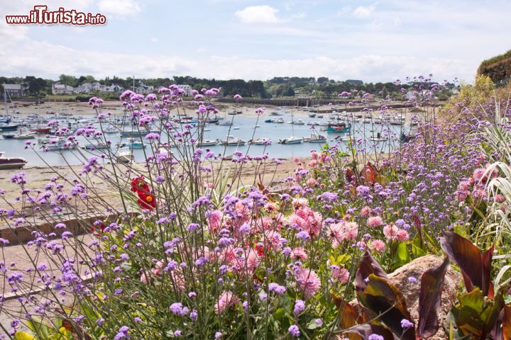 Immagine La costa della Bretagna ricoperta di fiori colorati vicino a Ploumanac'h (Francia) 