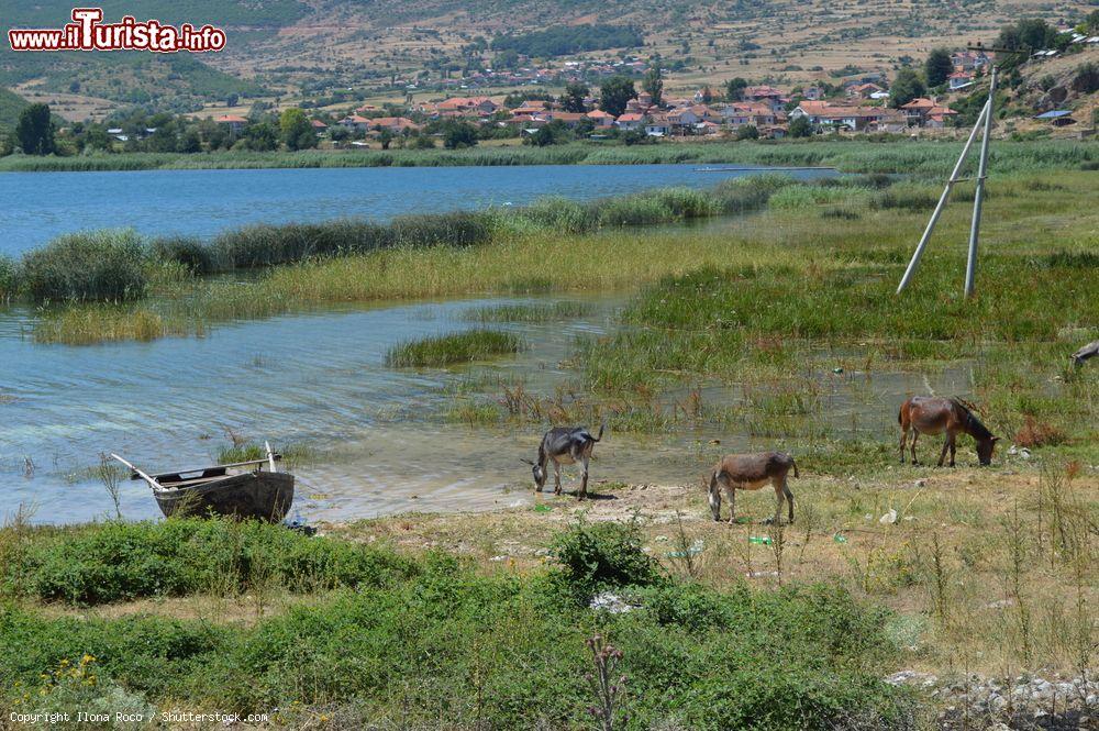 Immagine La costa di Qeparo in Albania: alcuni asini in riva al mare - © Ilona Roco / Shutterstock.com